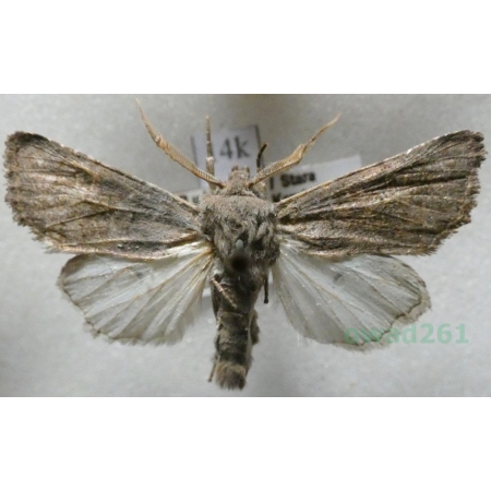 Aporophyla lutulenta (Denis & Schiffermüller, 1775) Belgium14k